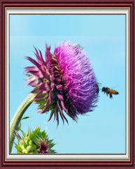 201401-31-Bee Calendar