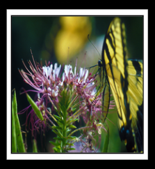 201401-32-Butterfly Calendar
