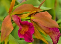 2014-04 Orchids