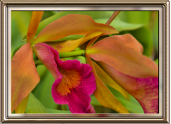 201401-34-Orchid Calendar