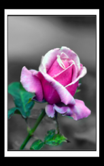 201401-13-Rose