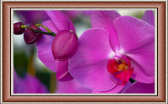 201401-11-Orchid