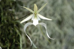 2013-01 Orchids